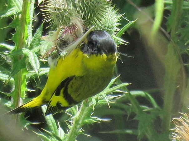 Чиж чорноголовий - ML647844811