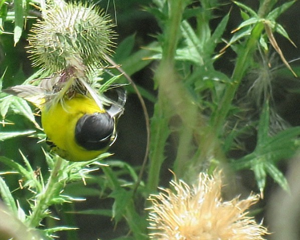 Чиж чорноголовий - ML647844812