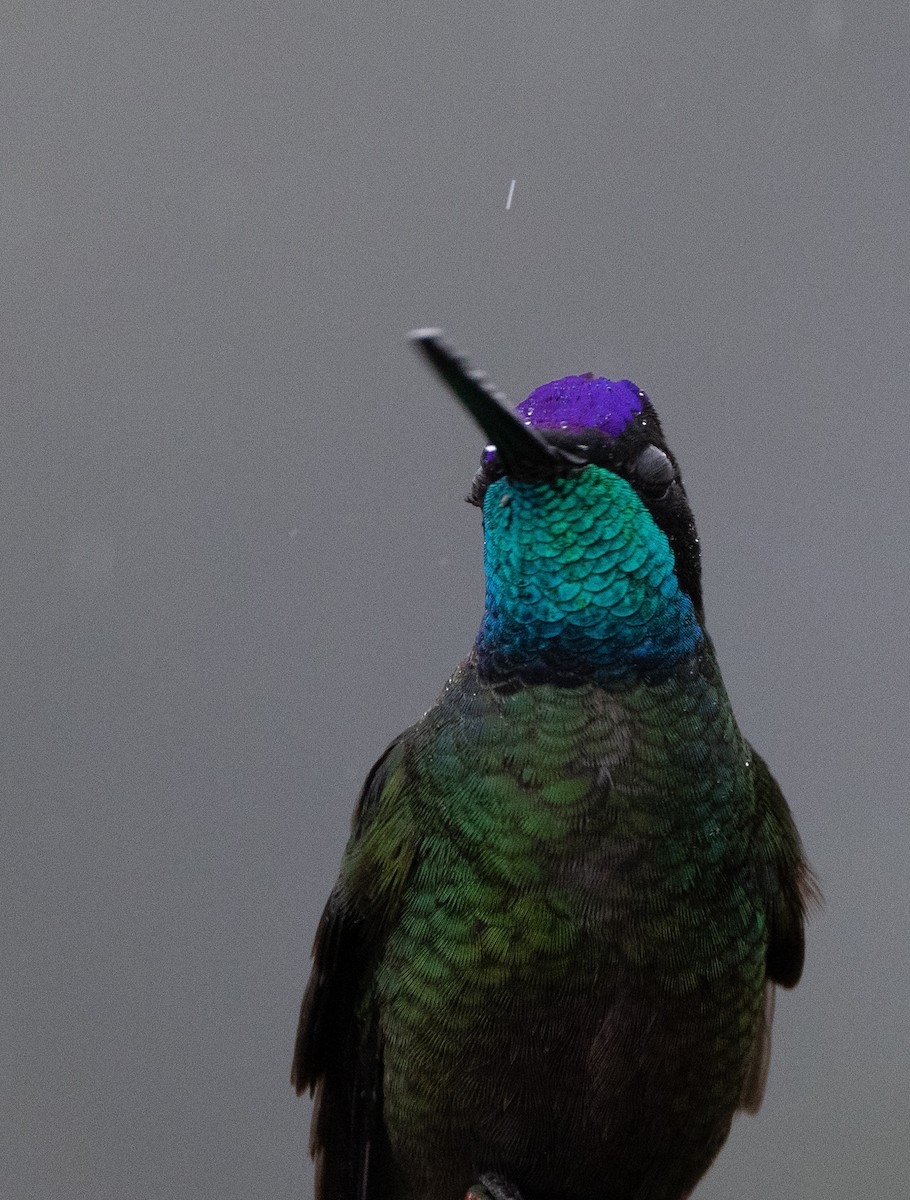 Колібрі-герцог південний - ML647844813