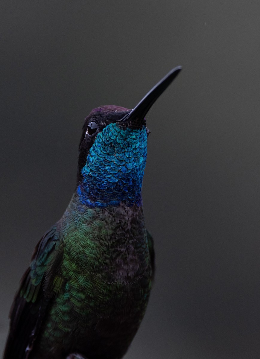 Колібрі-герцог південний - ML647844814