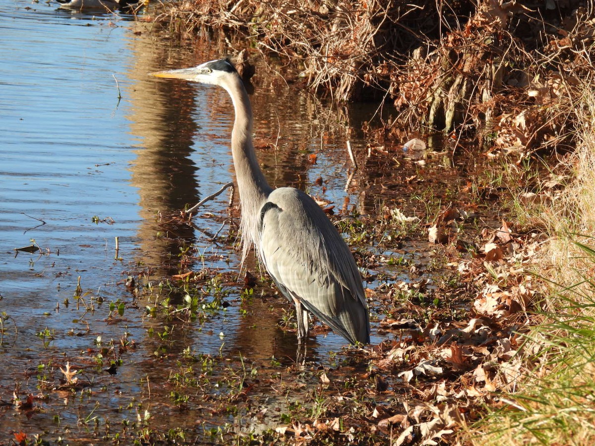 Чапля північна [група herodias] - ML647844815