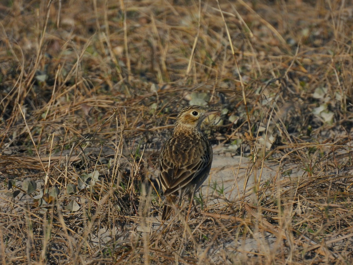 Sprague's Pipit - ML647844827