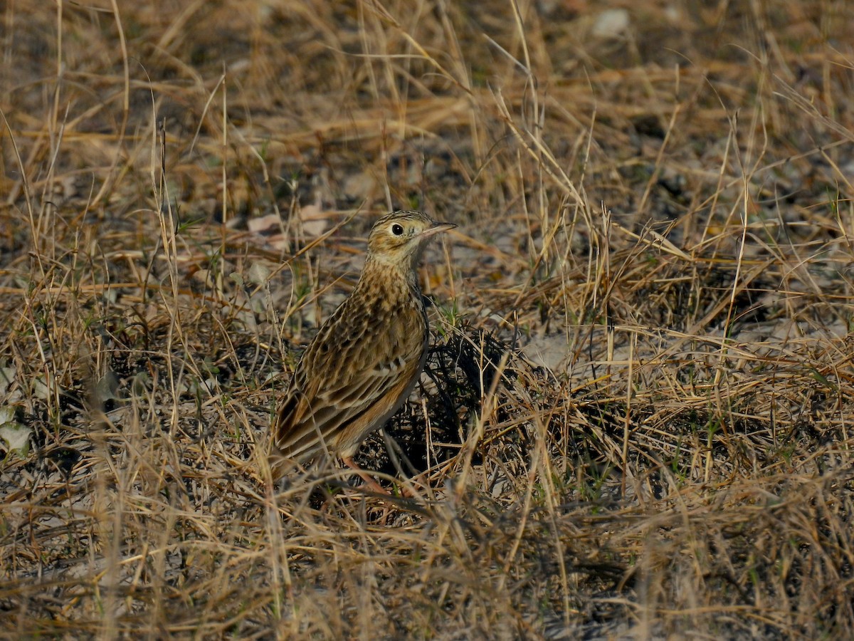 Sprague's Pipit - ML647844839