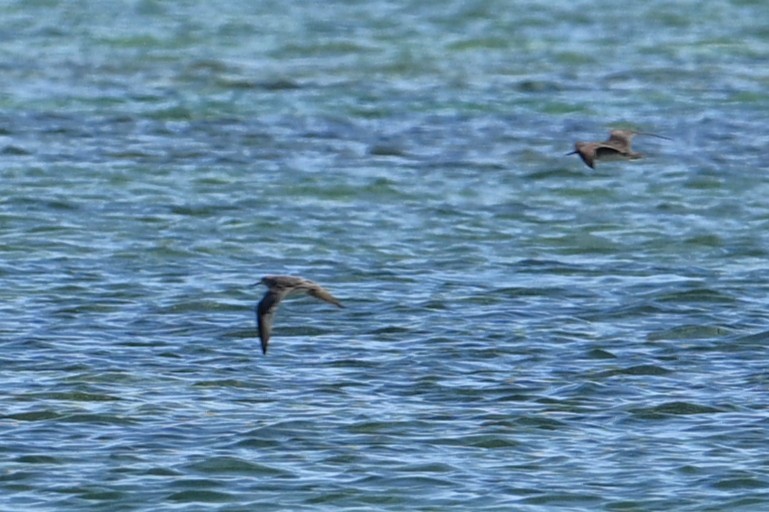 Playero Siberiano - ML647844857