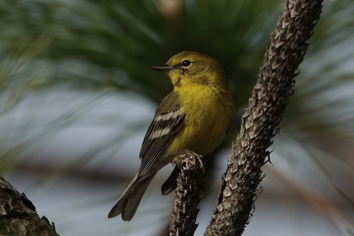 Pine Warbler - ML647844890