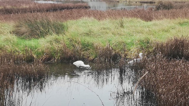 Löffler - ML647844901