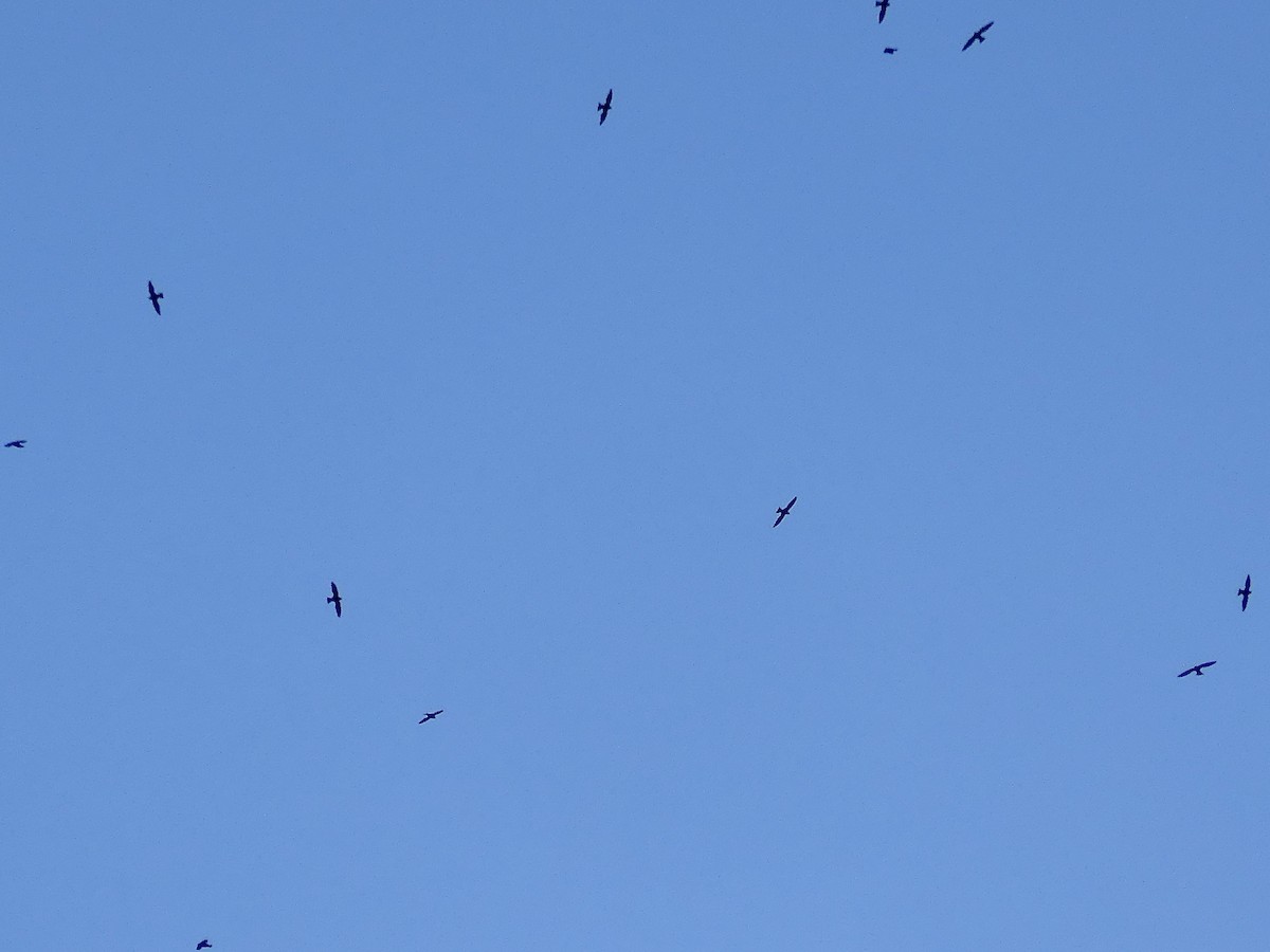 Halsbandsegler - ML647844905