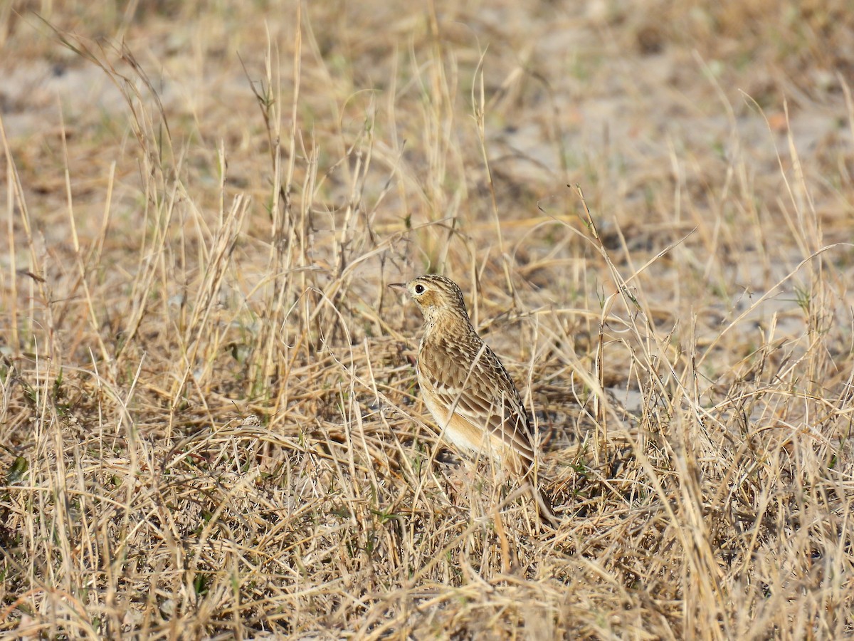 Sprague's Pipit - ML647844906