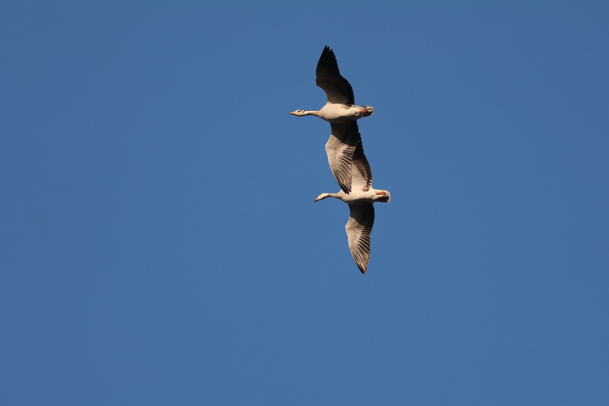 Oie à tête barrée - ML647844988