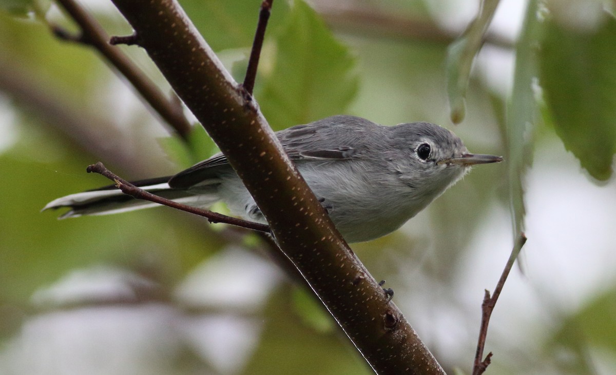 ブユムシクイ - ML647844994