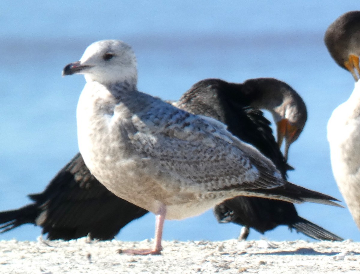 gull sp. - ML647844995