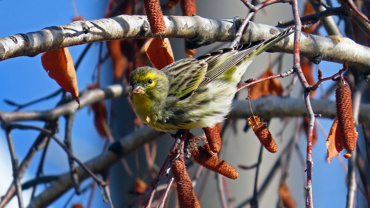 European Serin - ML647844999