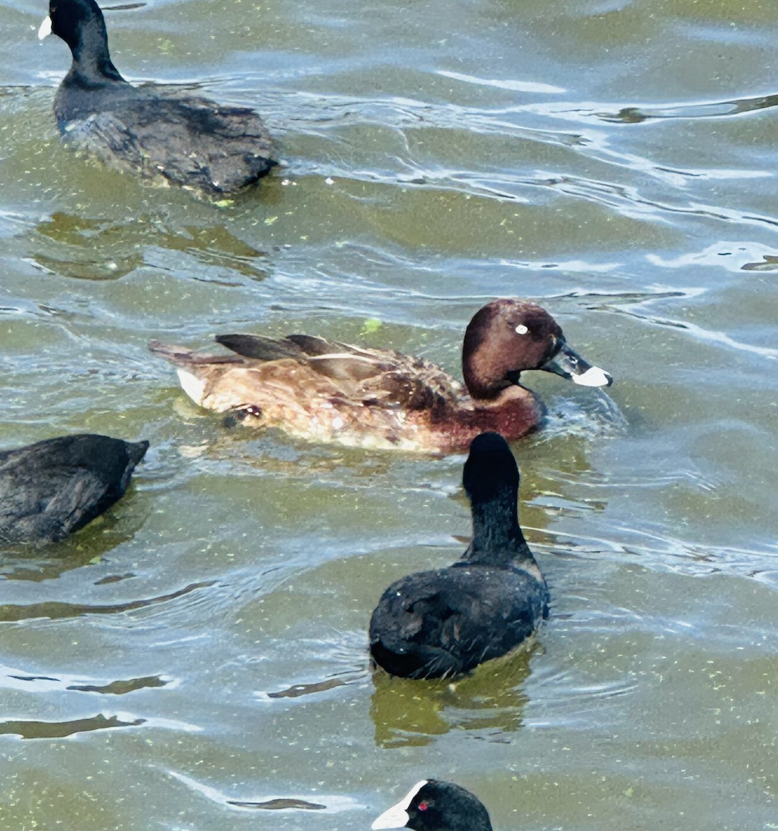 Hardhead - ML647845029