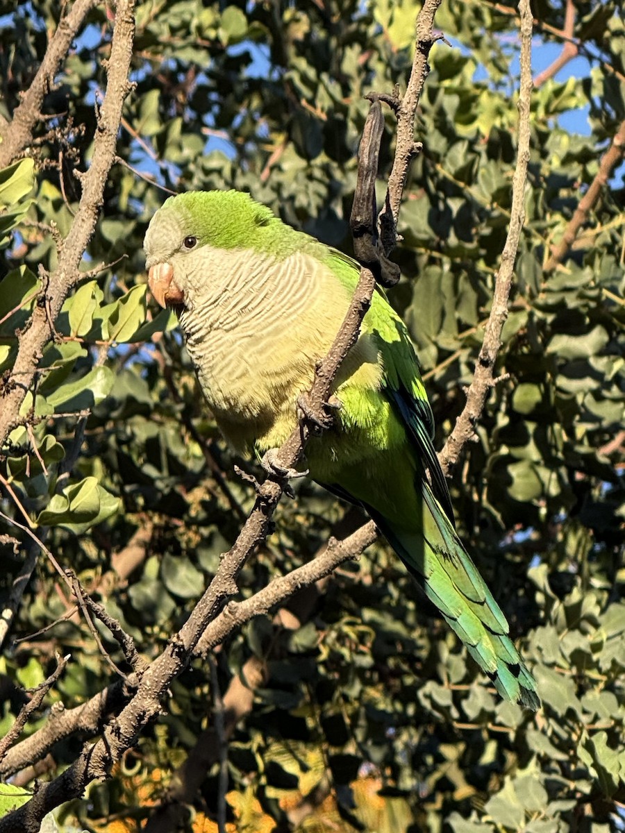 Калита сіроволий - ML647845096