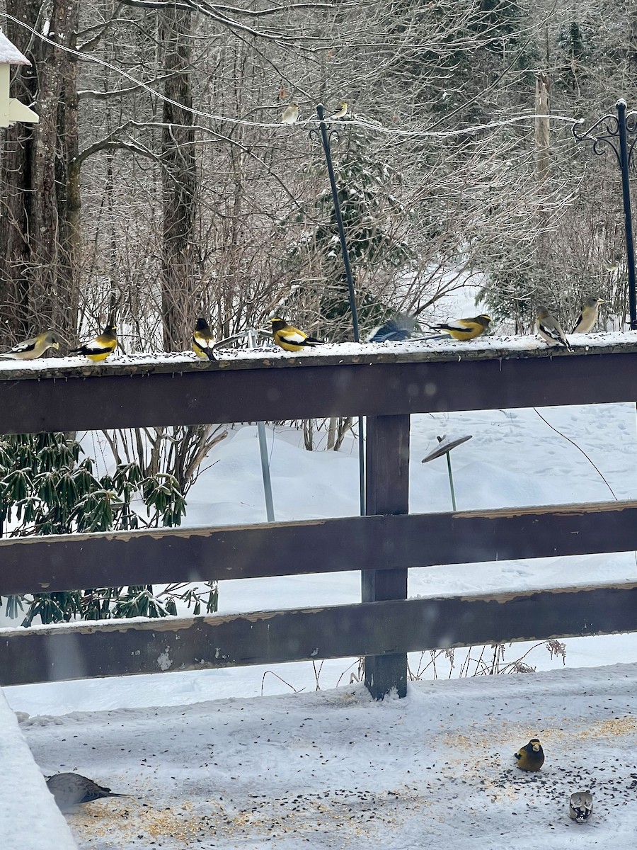 gulbrynkjernebiter - ML647845114