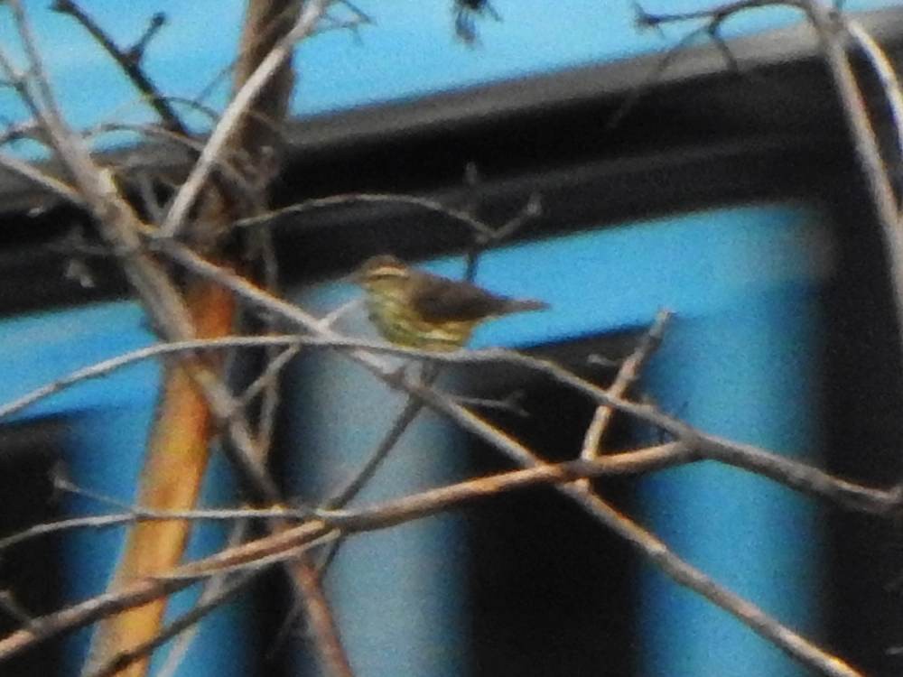 Northern Waterthrush - ML647845118