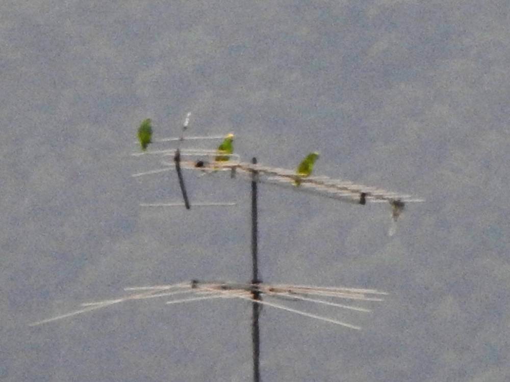 キビタイボウシインコ - ML647845159