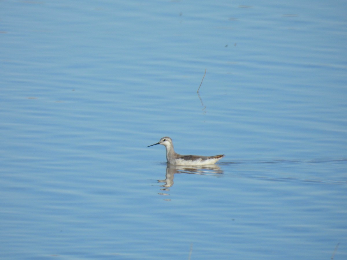 lyskonoh dlouhozobý - ML647845221