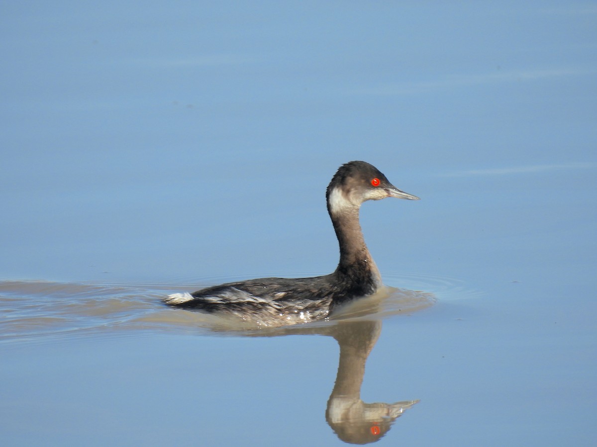 Grèbe à cou noir - ML647845294