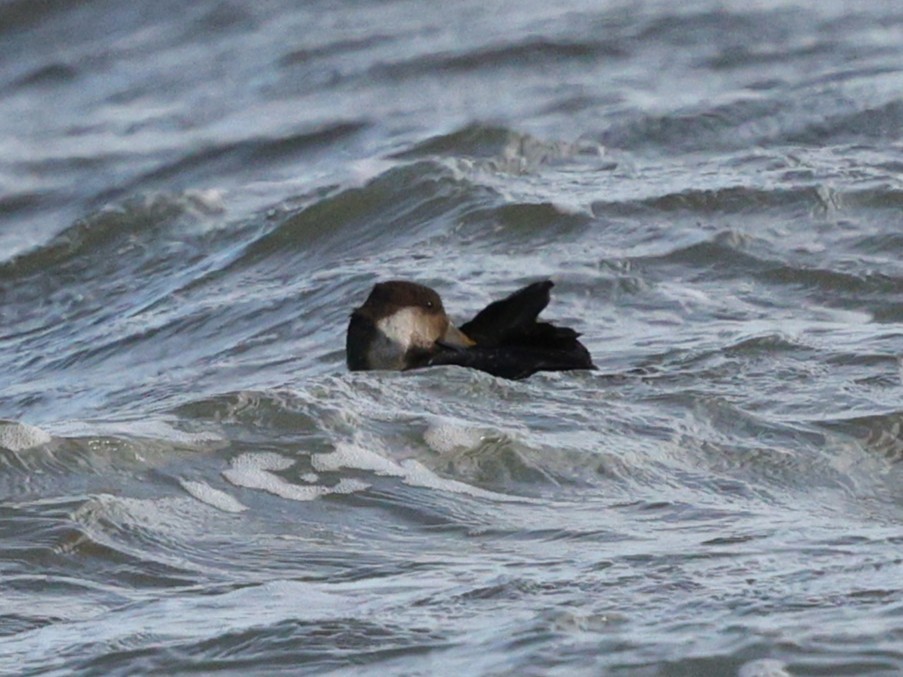 Американская синьга - ML647845316