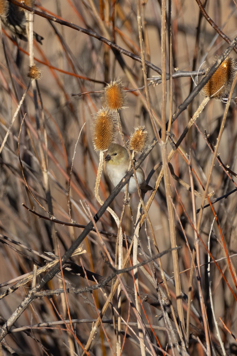 gulstillits - ML647845349