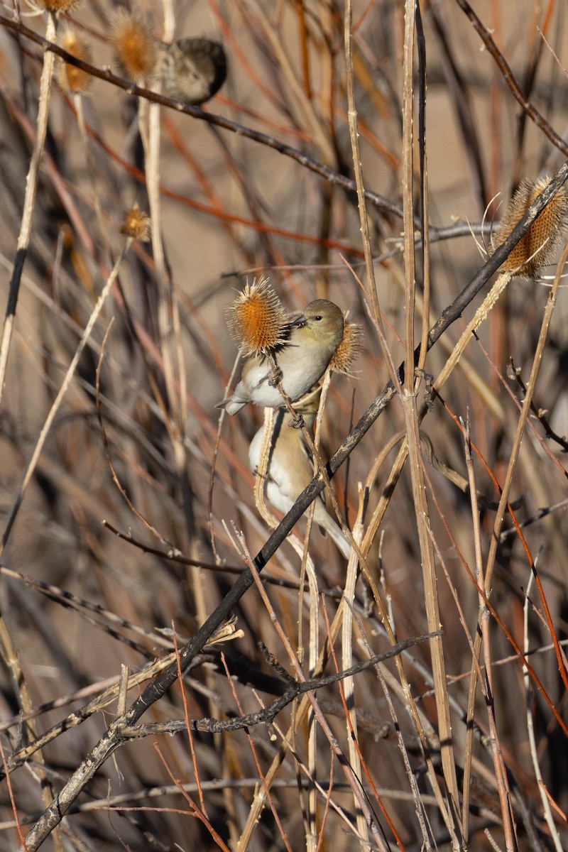 gulstillits - ML647845350