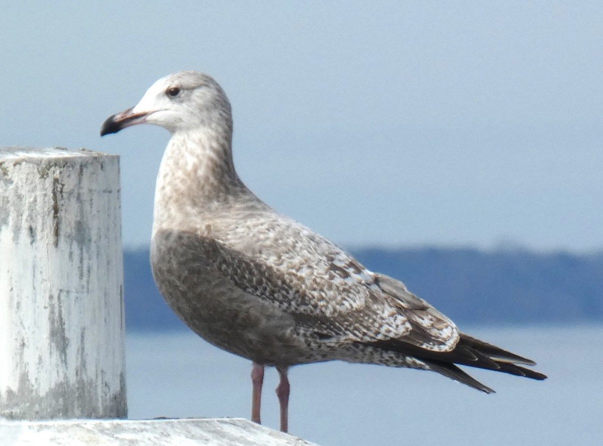 gull sp. - ML647845356