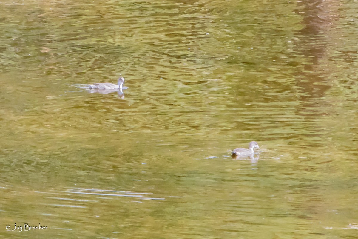 אגמית אמריקנית - ML647845395