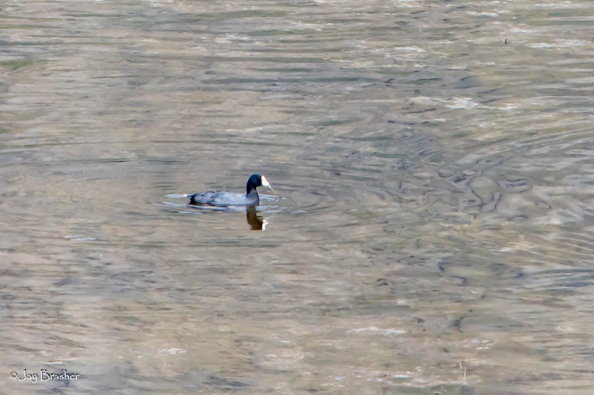 אגמית אמריקנית - ML647845400