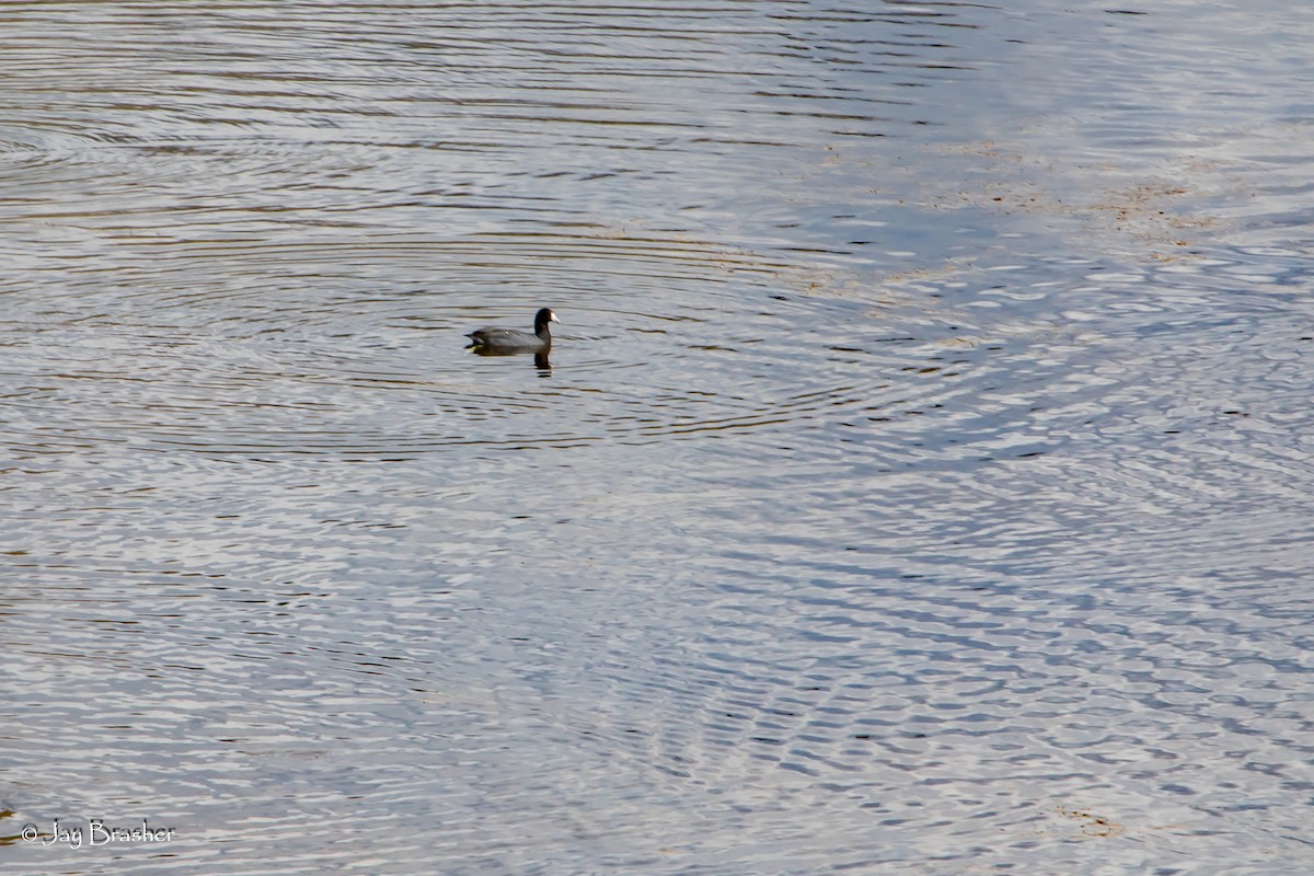 אגמית אמריקנית - ML647845401