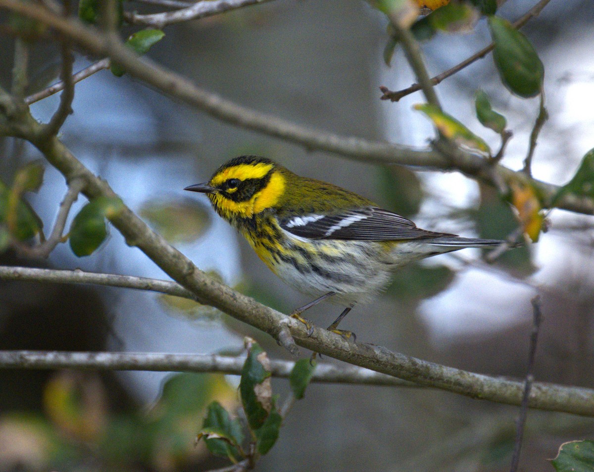 Townsend's Warbler - ML647845413