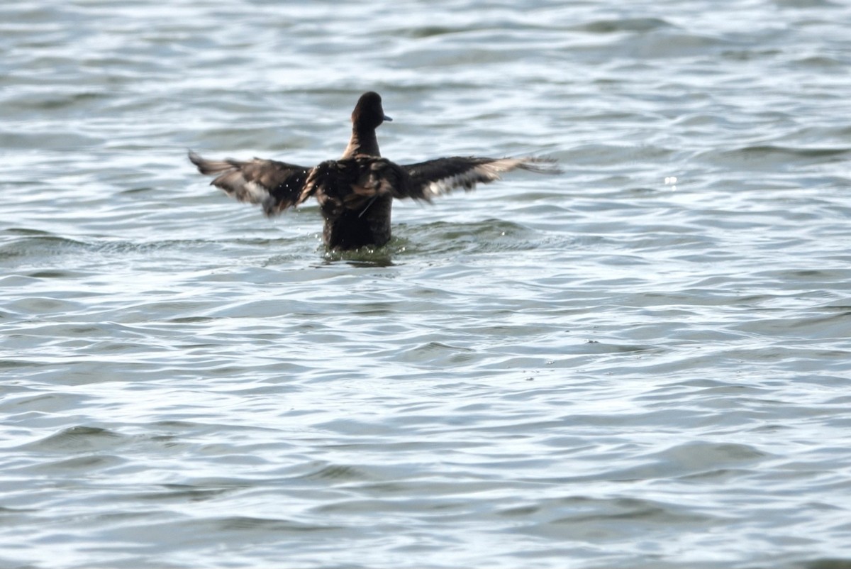 Porrón Bastardo - ML647845430