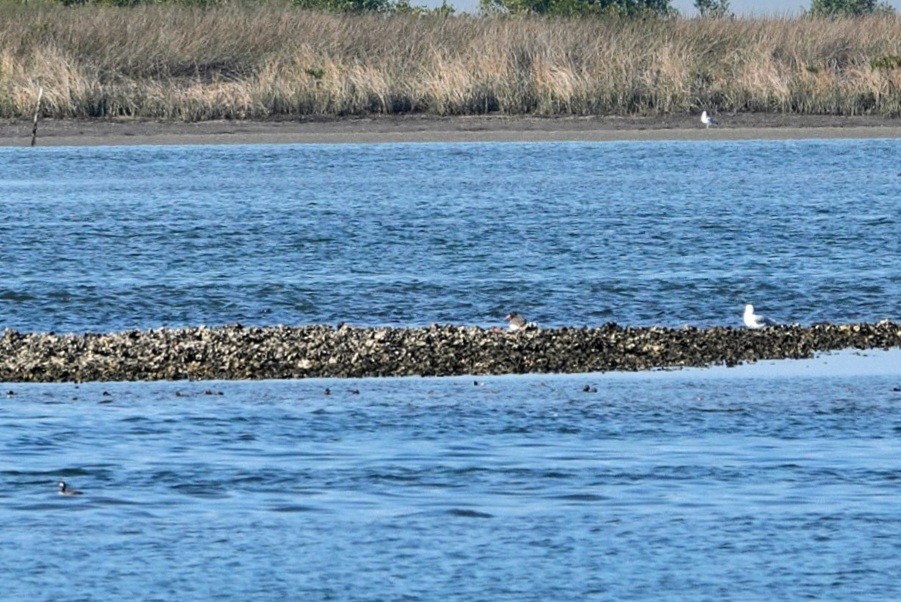 Ostrero Pío Americano - ML647845472