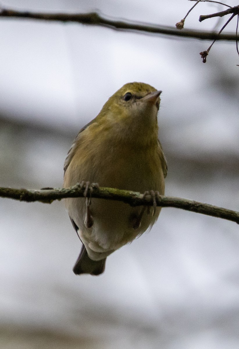 Reinita Castaña - ML647845493