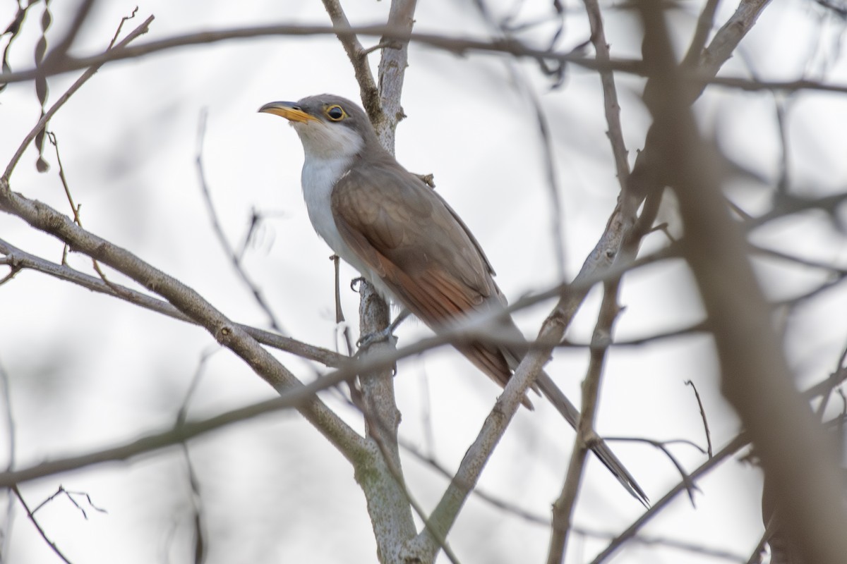 Yellow-billed Cuckoo - ML647845532