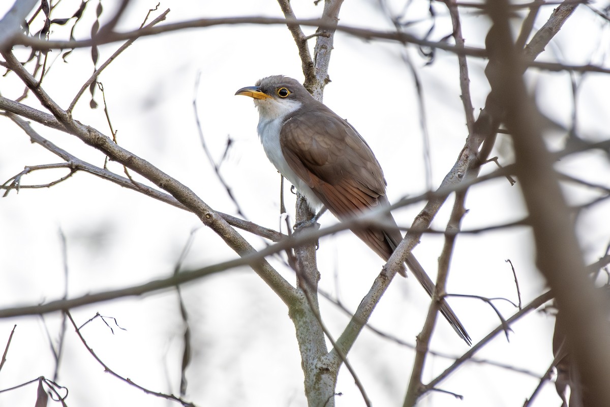 Yellow-billed Cuckoo - ML647845533