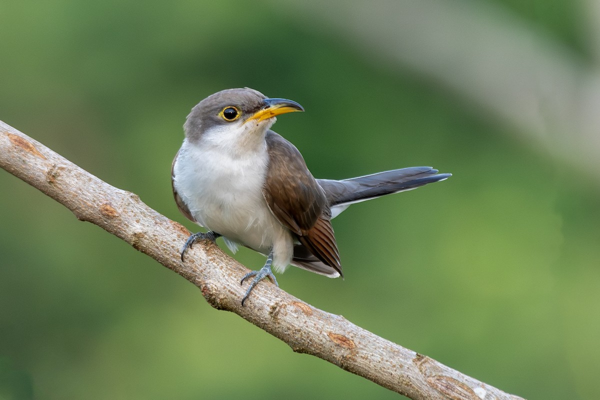 Yellow-billed Cuckoo - ML647845534