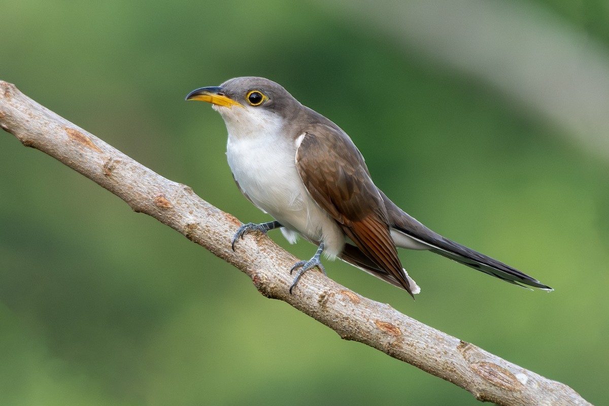 Yellow-billed Cuckoo - ML647845535