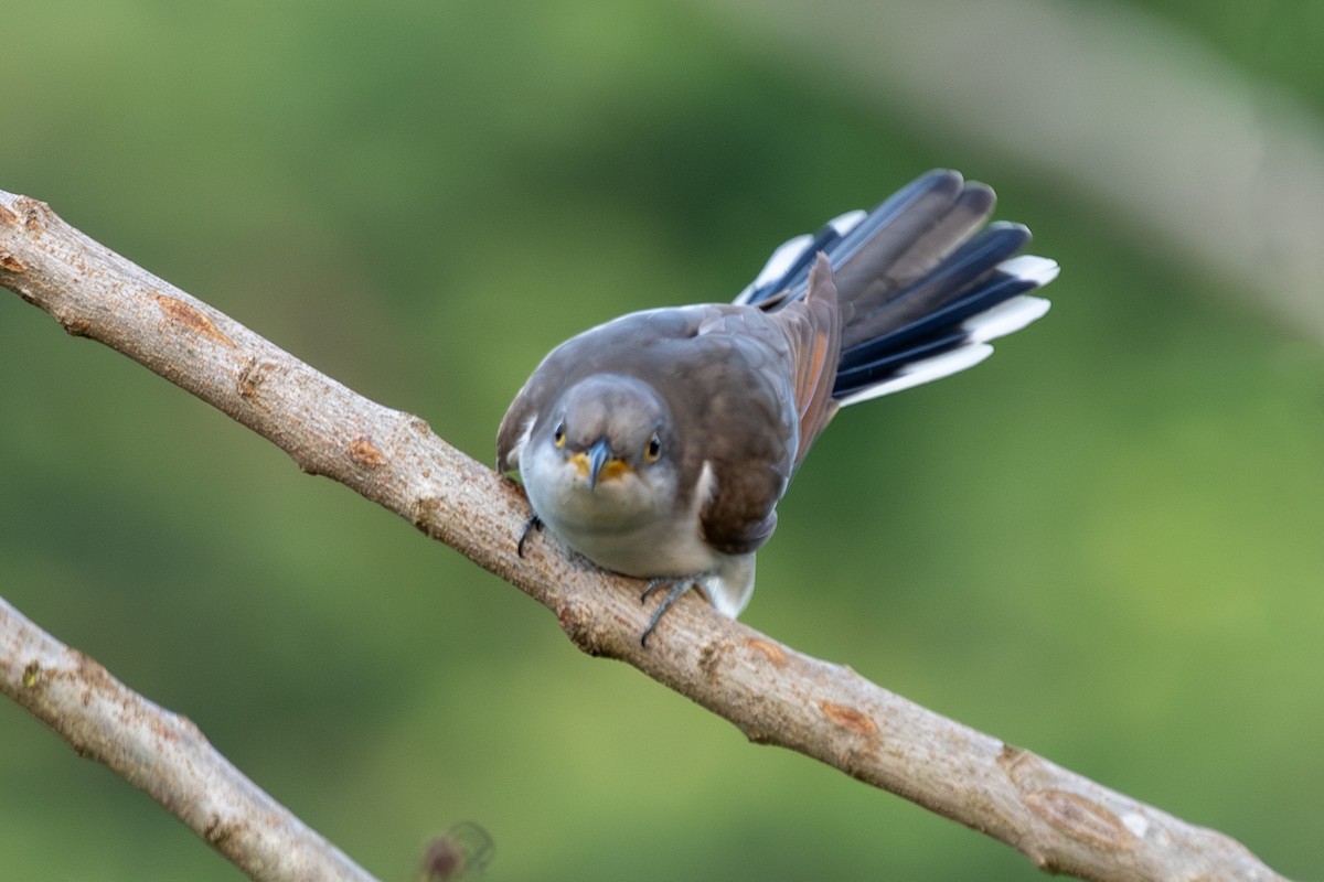 Yellow-billed Cuckoo - ML647845536