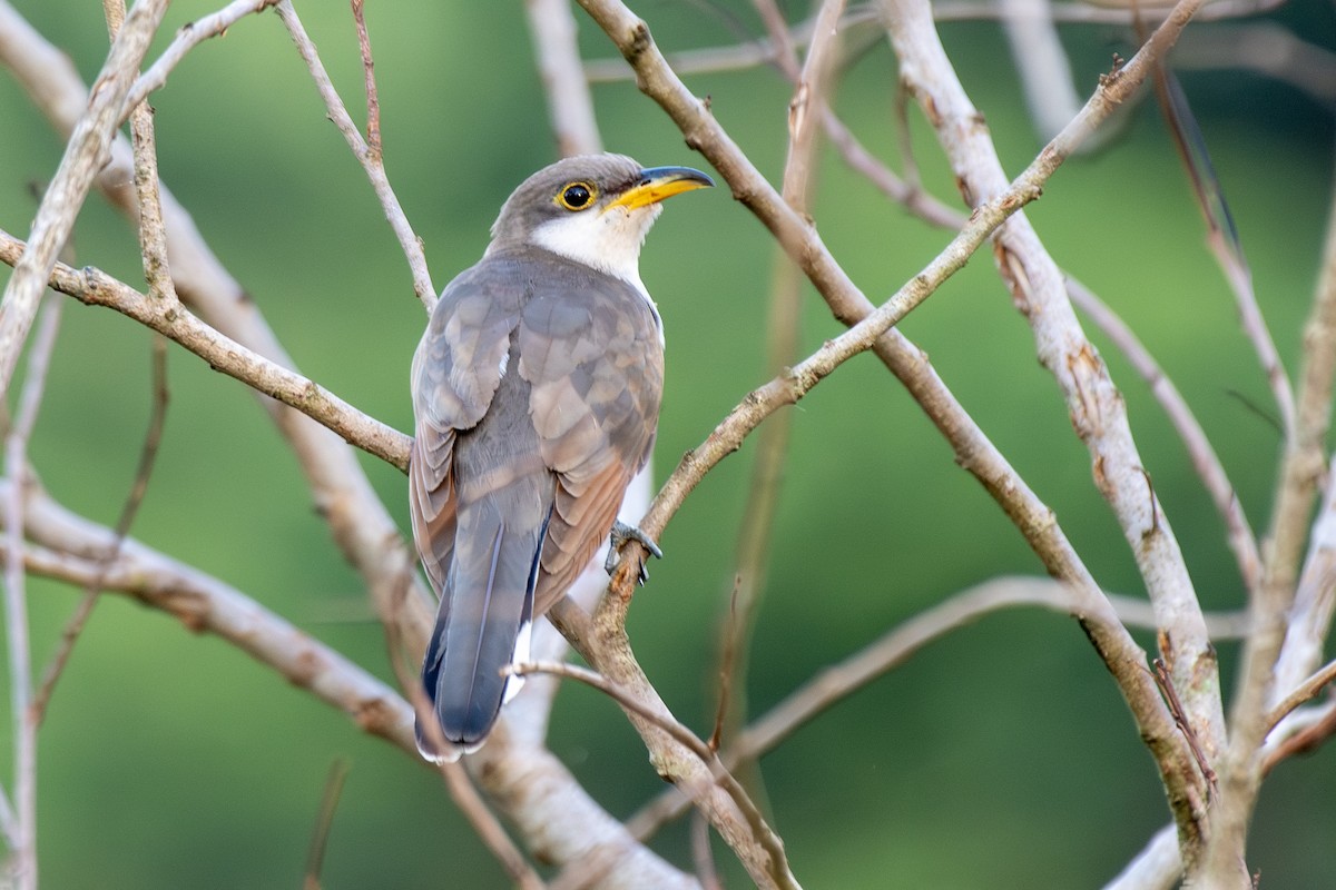 Yellow-billed Cuckoo - ML647845537
