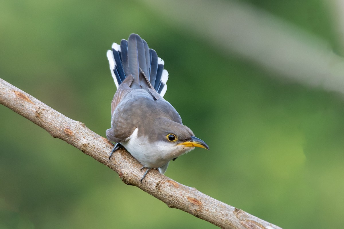 Yellow-billed Cuckoo - ML647845538
