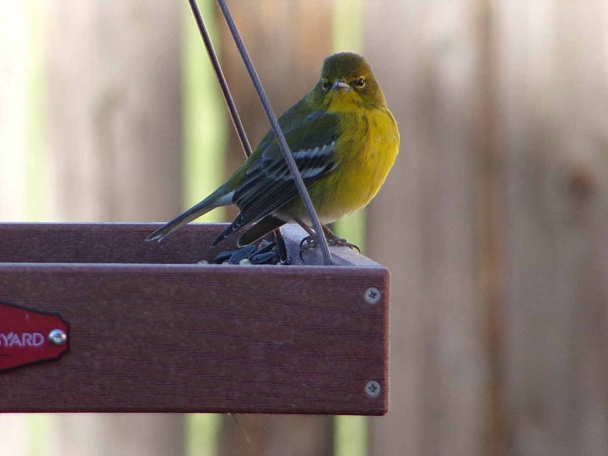 Pine Warbler - ML647845559