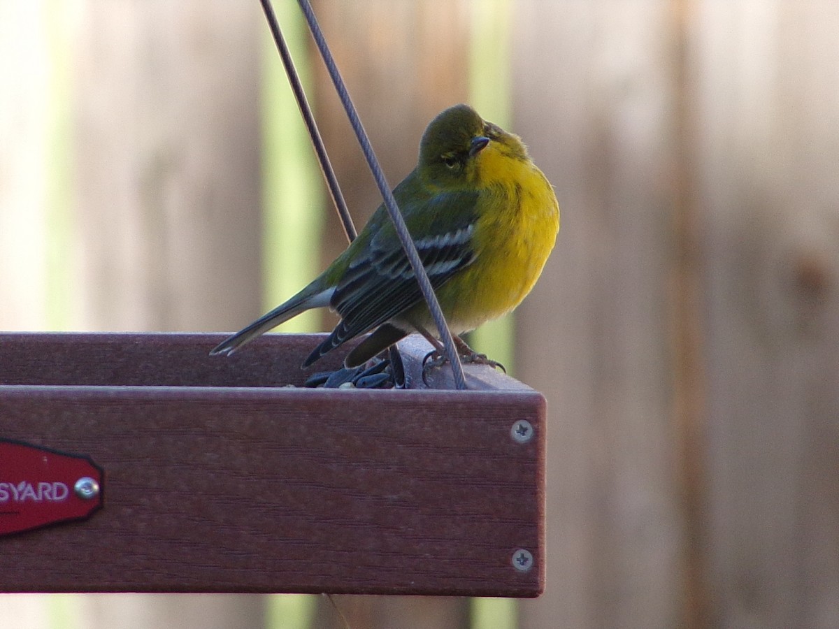 Pine Warbler - ML647845560