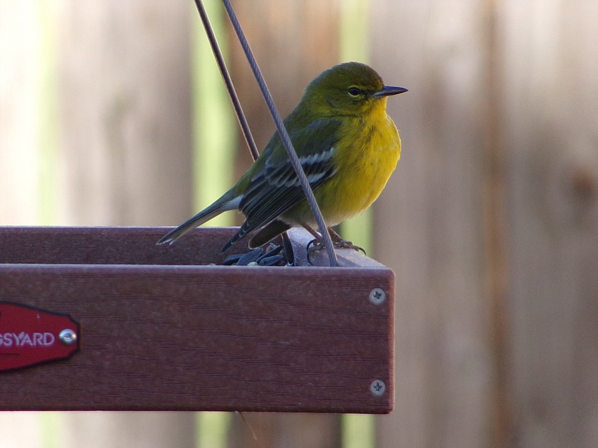 Pine Warbler - ML647845561