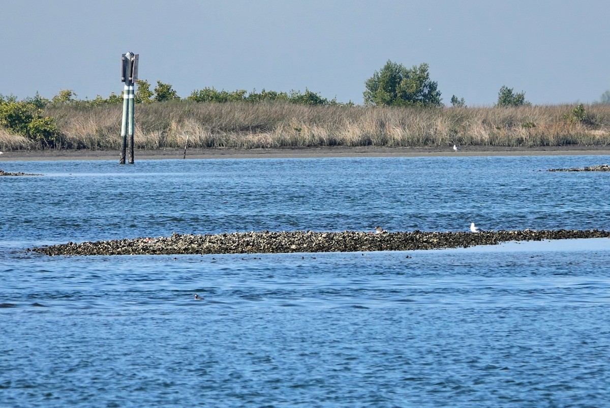 Ostrero Pío Americano - ML647845582