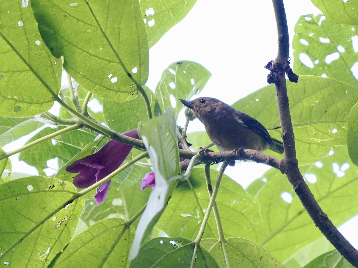 White-sided Flowerpiercer - ML647845624