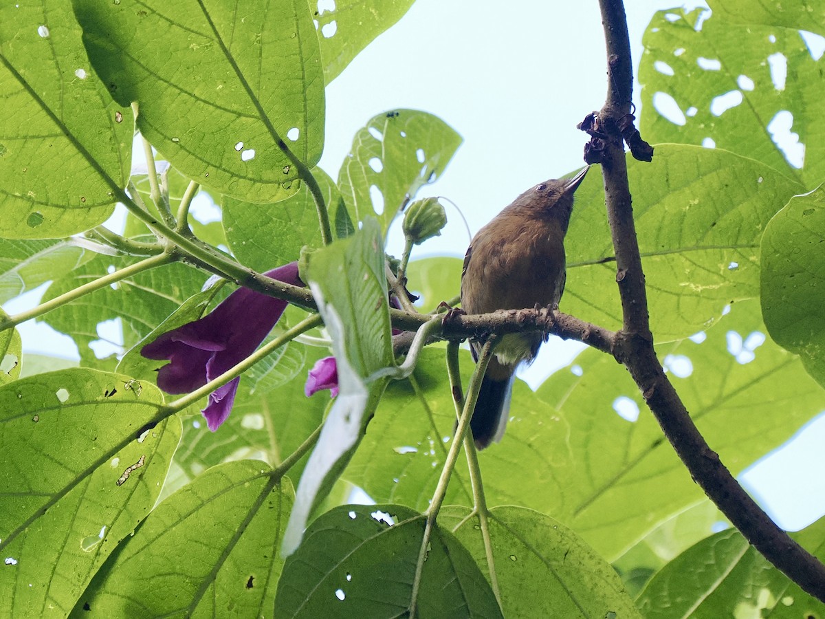 White-sided Flowerpiercer - ML647845625