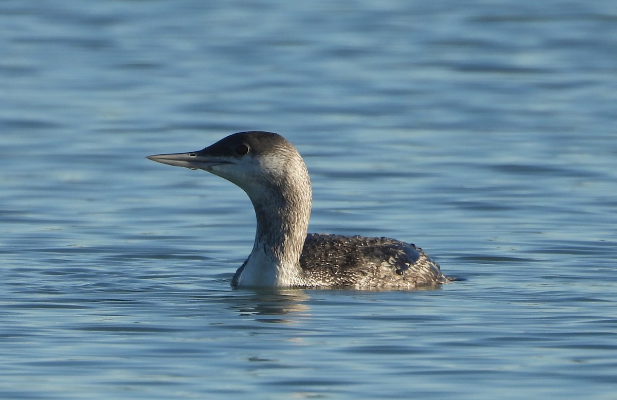 צוללן אדום-גרון - ML647845665