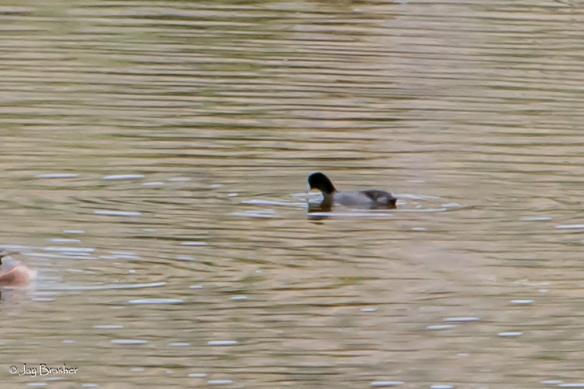 אגמית אמריקנית - ML647845730