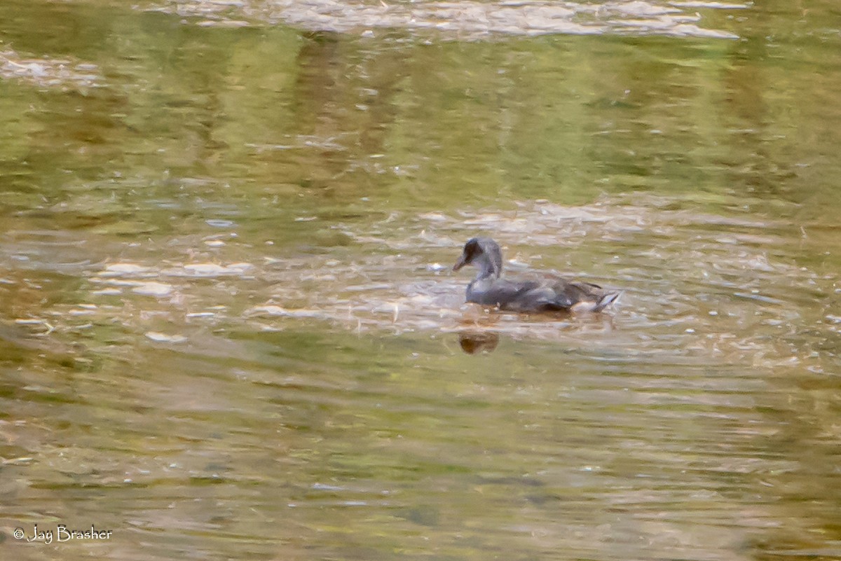 אגמית אמריקנית - ML647845731